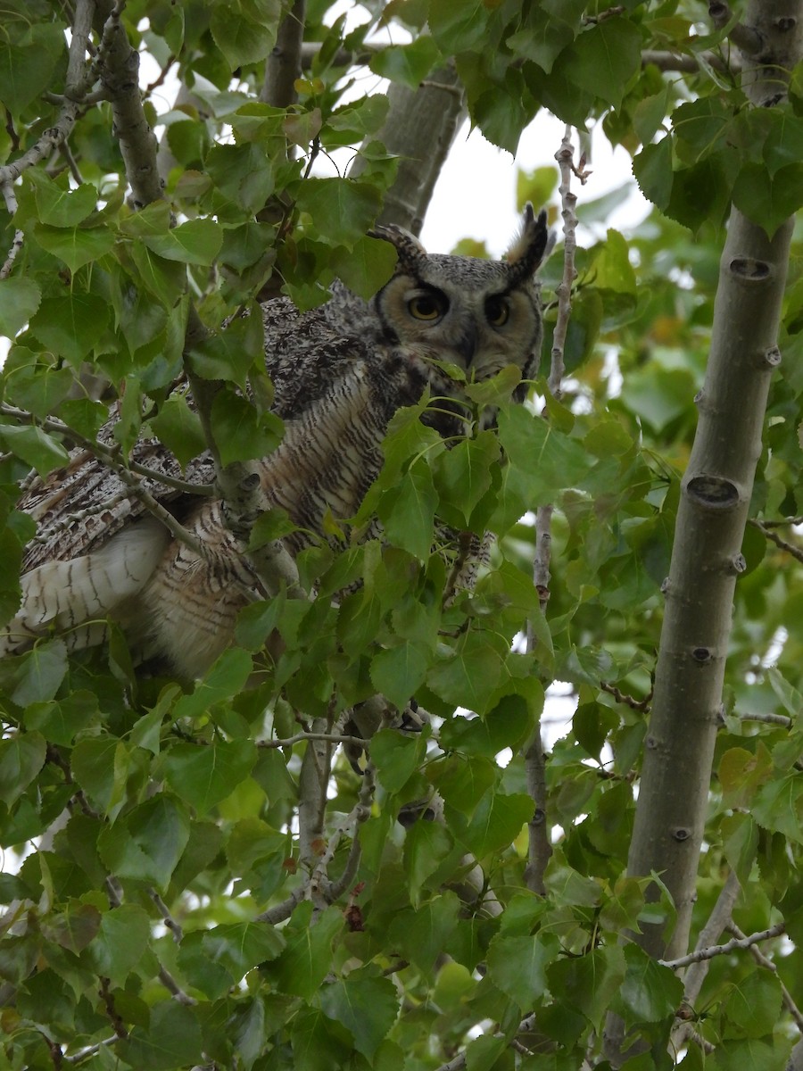 Great Horned Owl - ML619489836