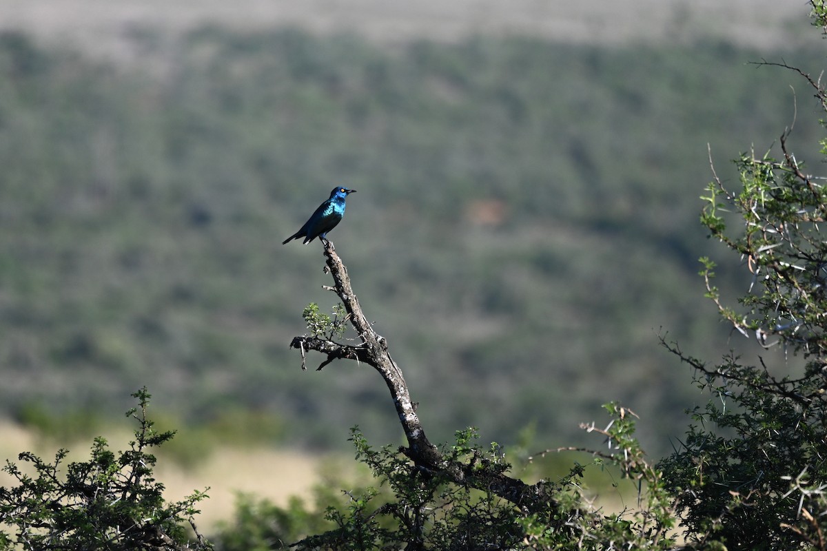 Cape Starling - ML619489840