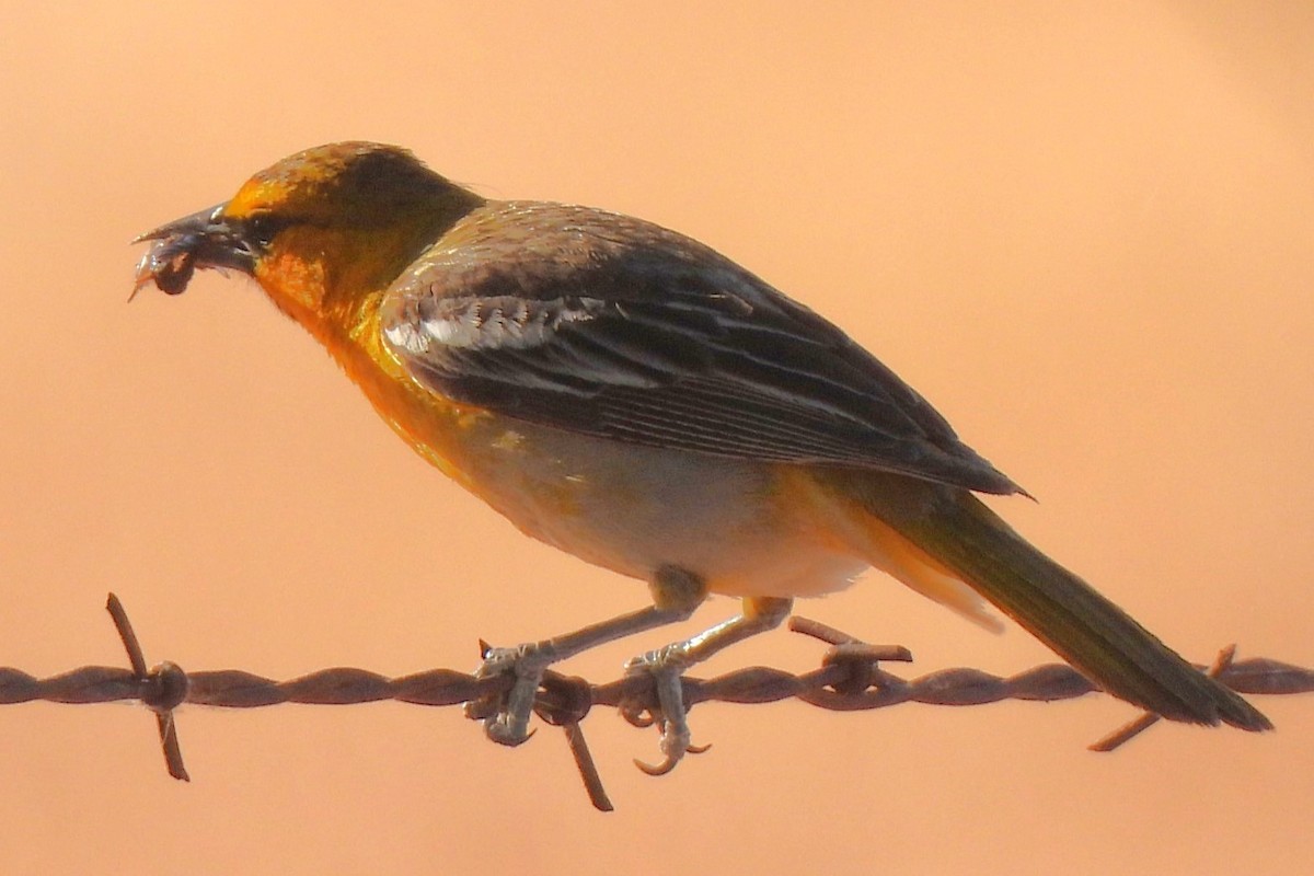 Bullock's Oriole - Michael I Christie