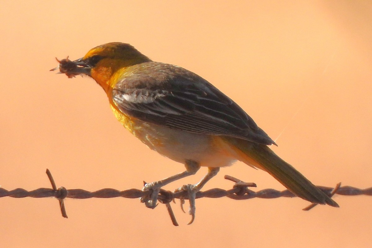 Bullock's Oriole - Michael I Christie