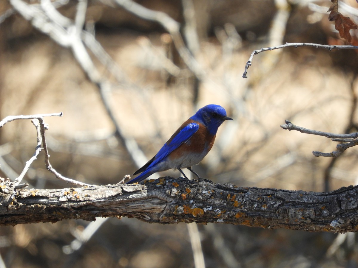 Western Bluebird - Thomas Bürgi