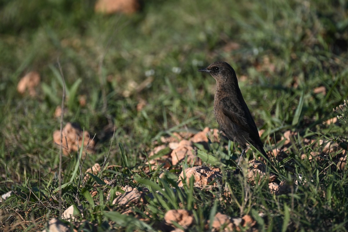 Southern Anteater-Chat - Marcelina Poddaniec