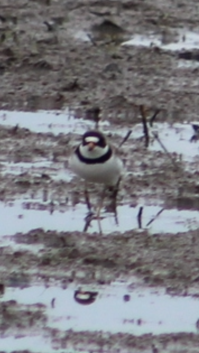 Semipalmated Plover - Bro Co.