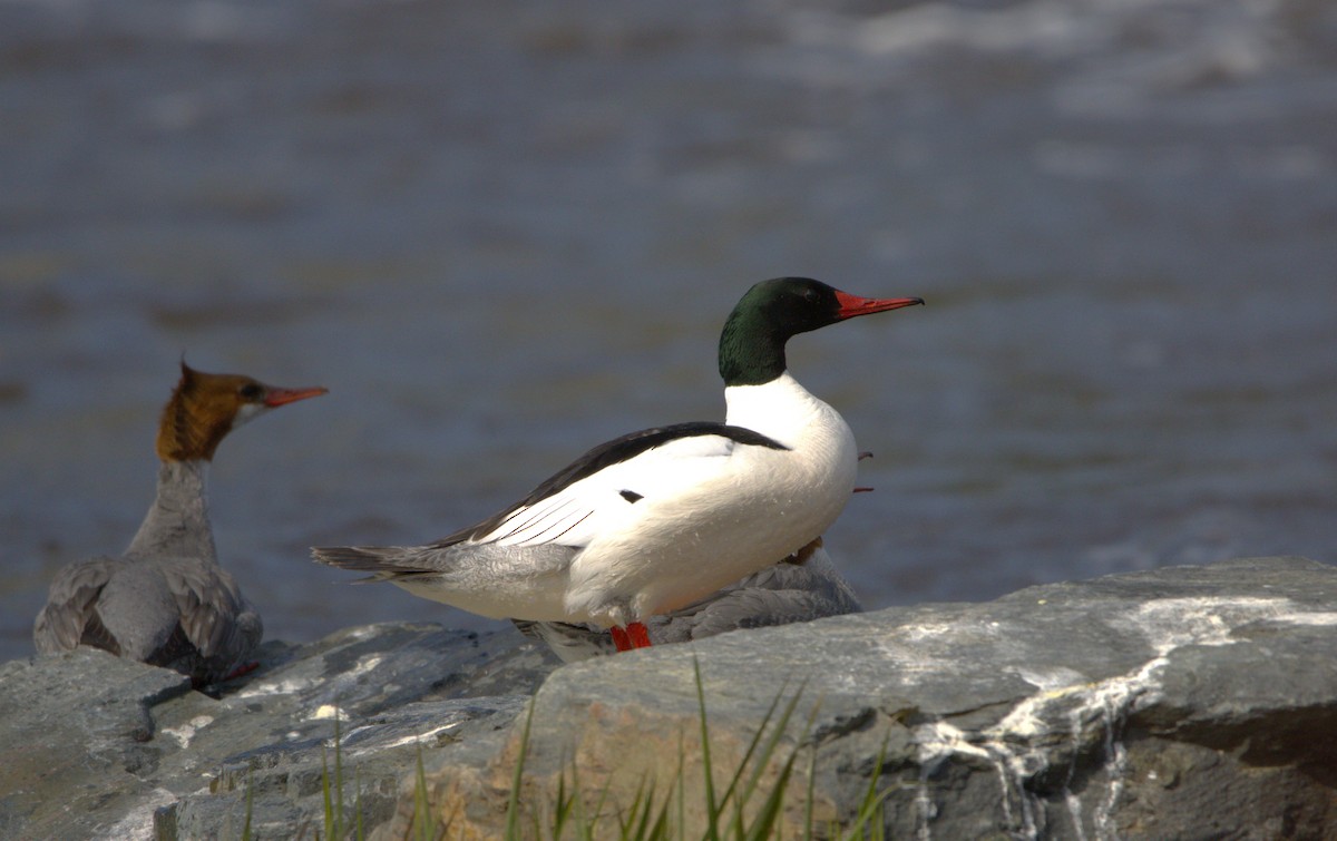 Common Merganser - Michel Marsan