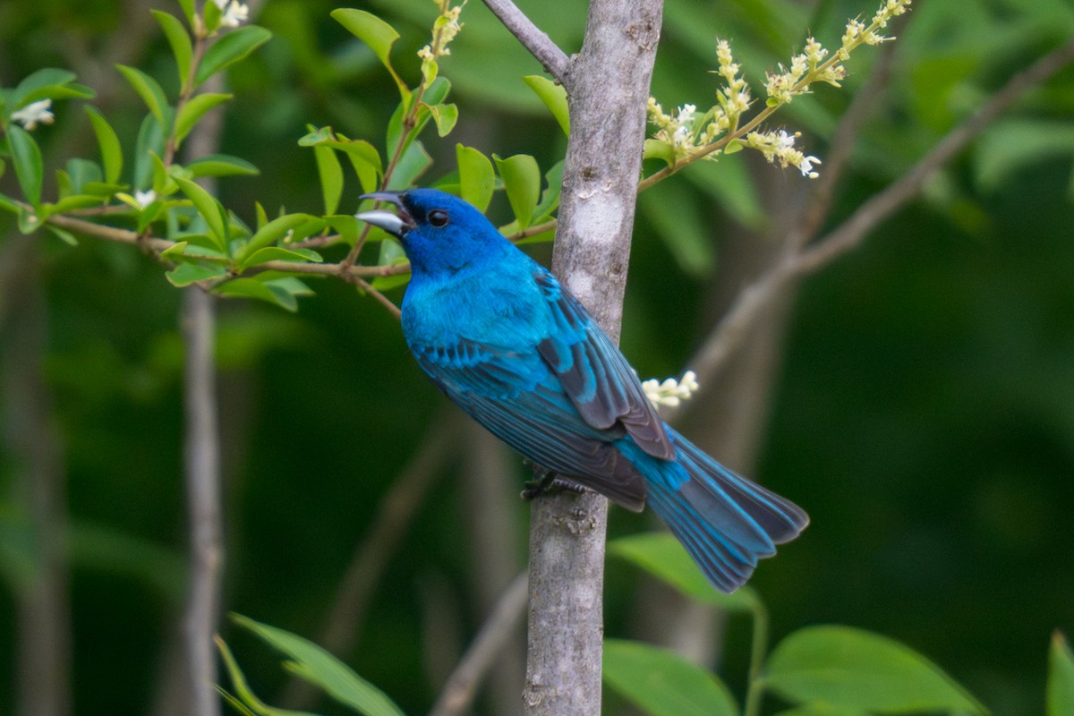 Indigo Bunting - Jonathan Martin