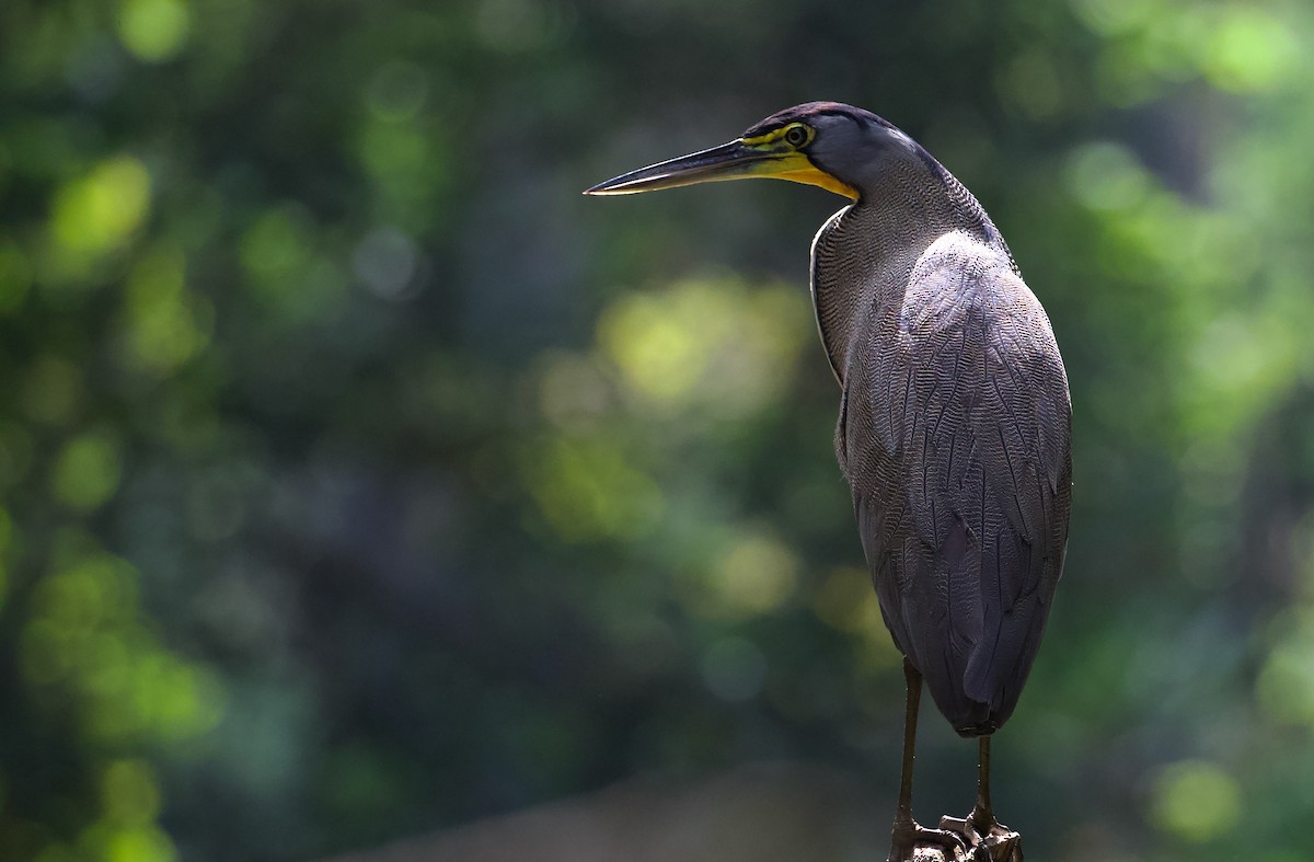 Bare-throated Tiger-Heron - David Brassington