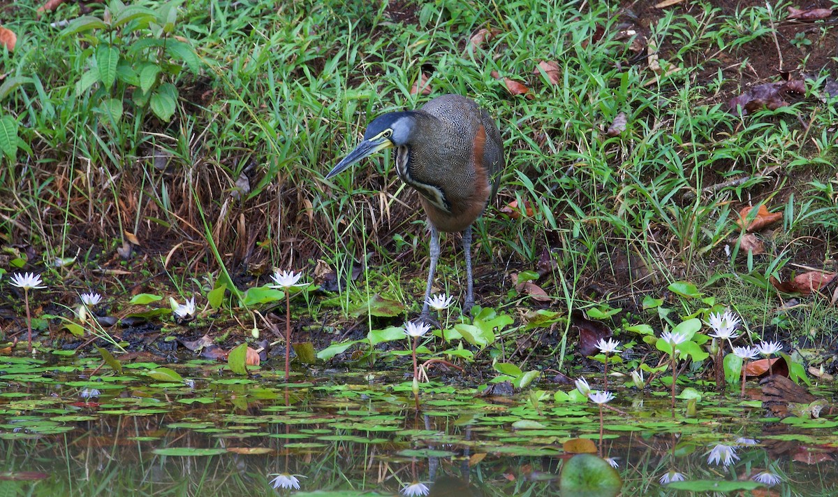 Bare-throated Tiger-Heron - David Brassington