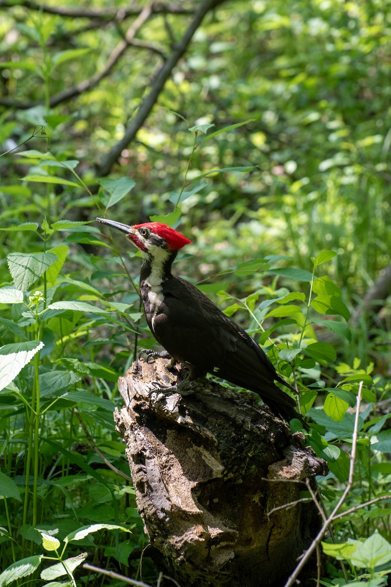 Pileated Woodpecker - Madalin Bernt
