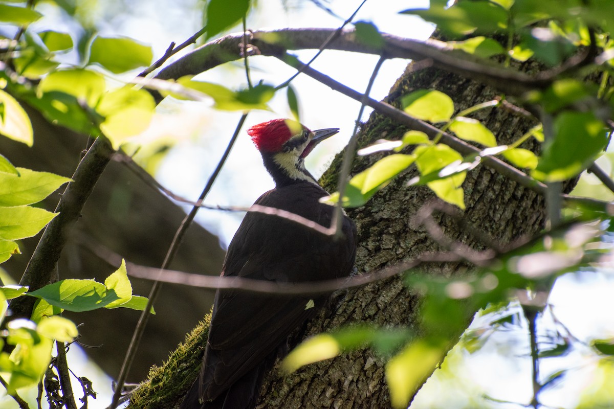 Pileated Woodpecker - Madalin Bernt