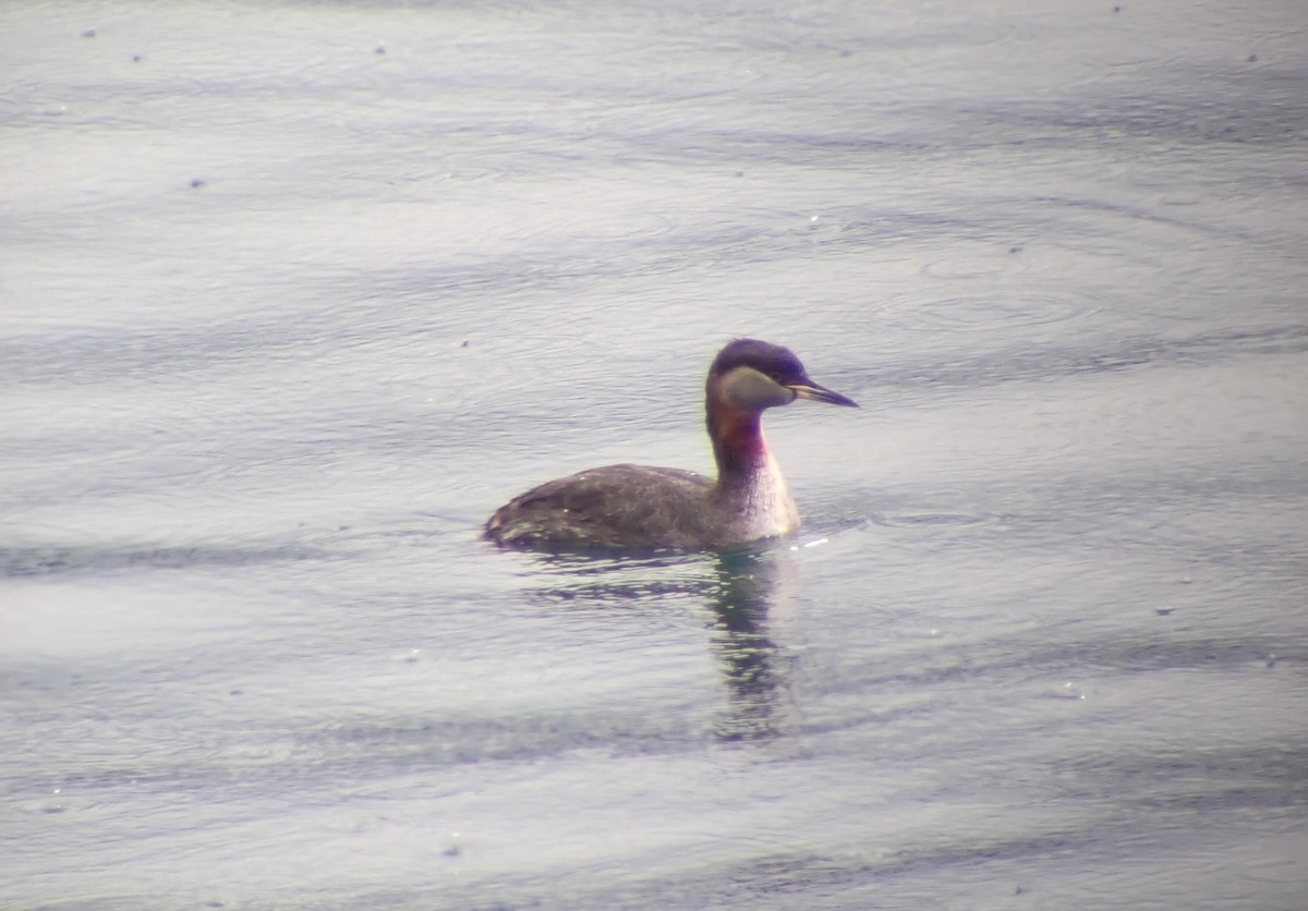 Red-necked Grebe - Masumi Palhof