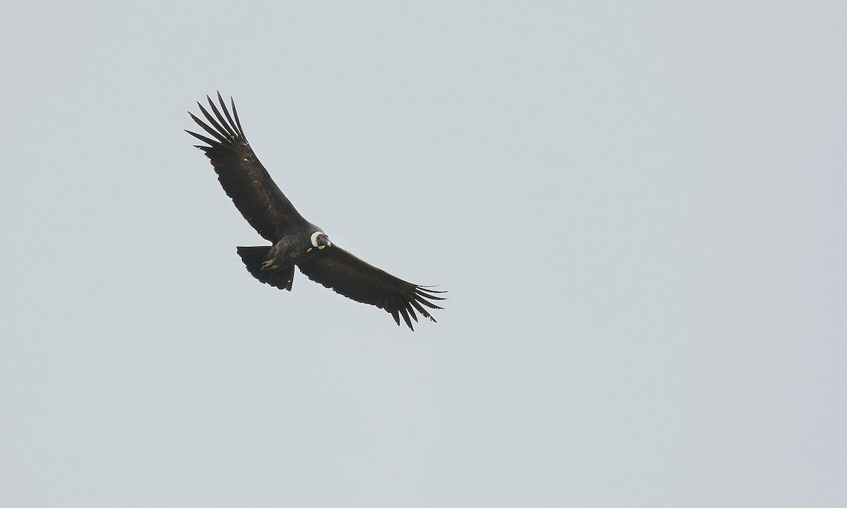 Andean Condor - Adrián Braidotti