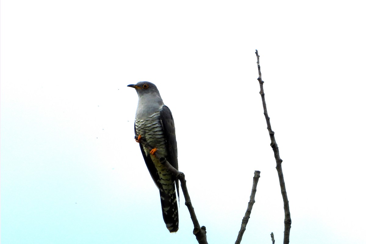 Common Cuckoo - Francisco Vizcaíno