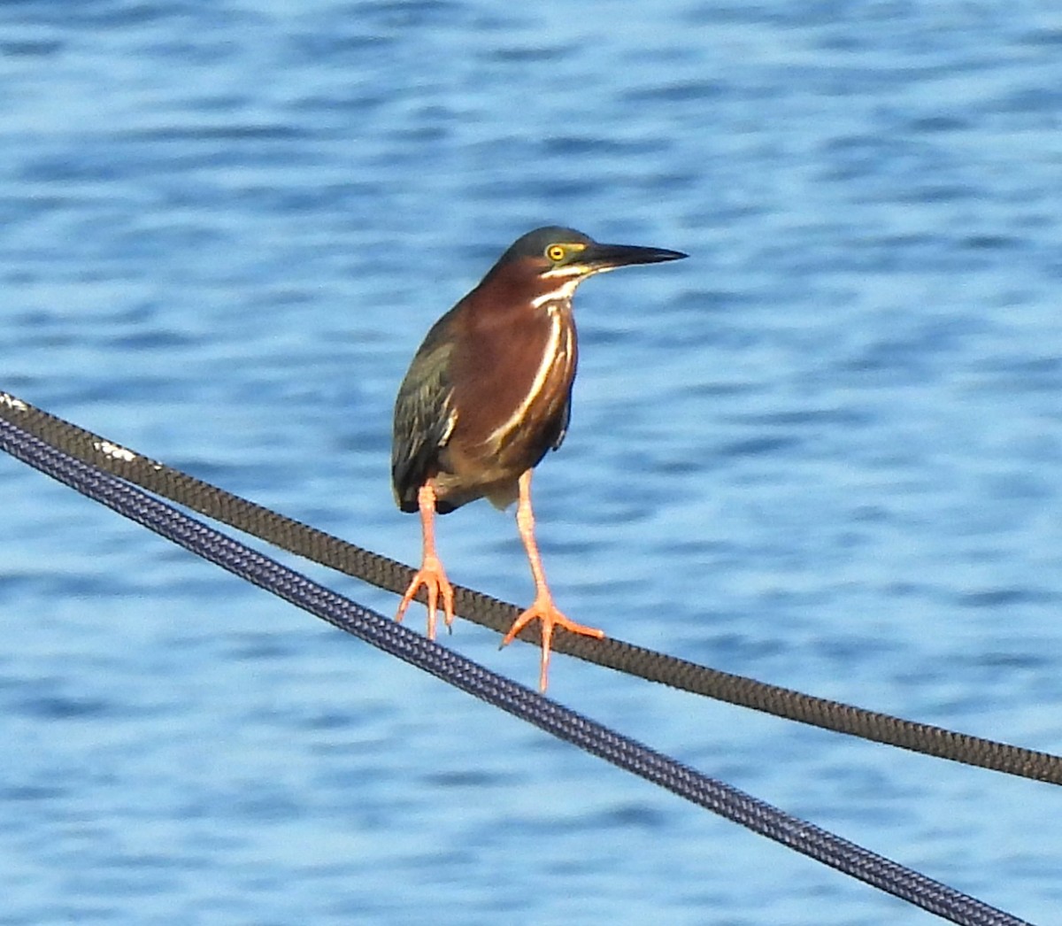 Green Heron - Carol Porch