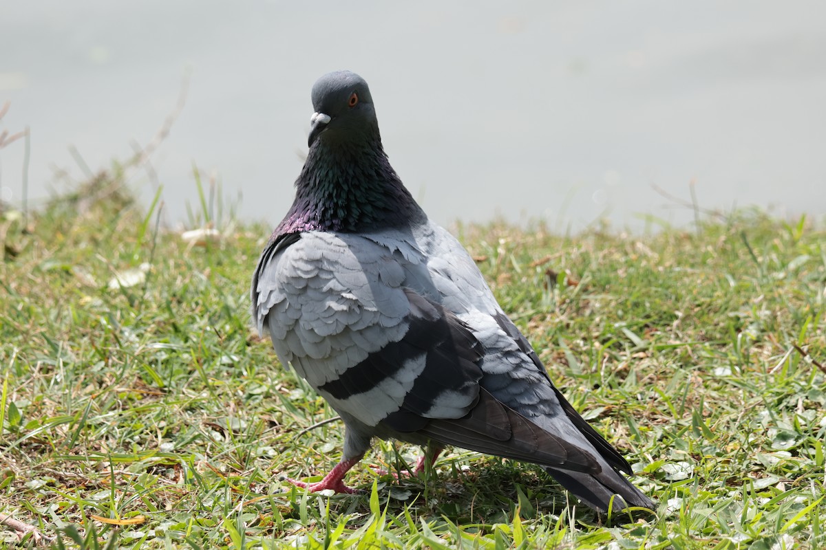 Rock Pigeon (Feral Pigeon) - Otha Savage