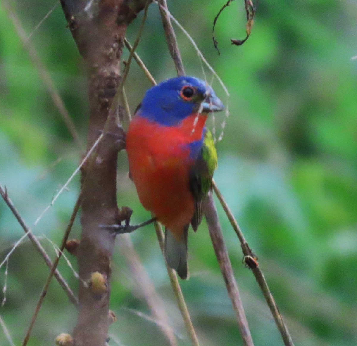 Painted Bunting - ML619489909