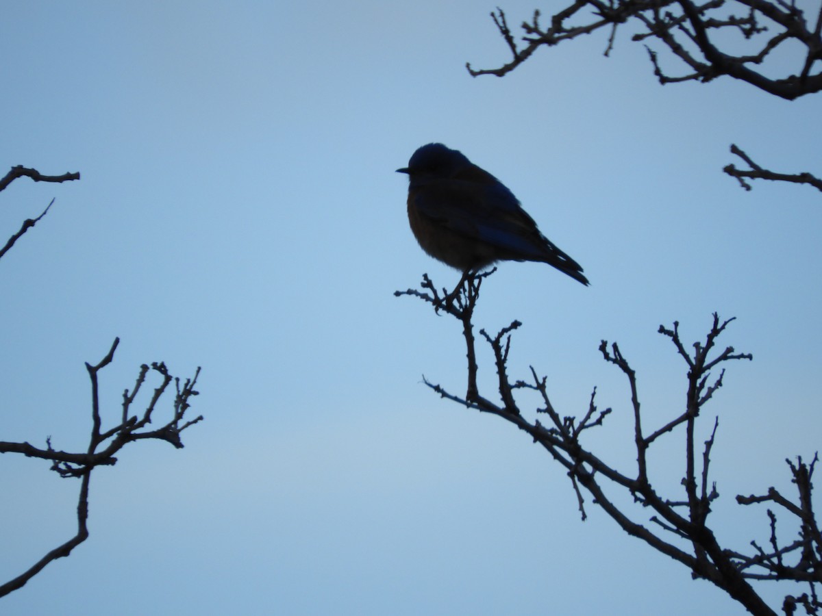 Western Bluebird - Thomas Bürgi