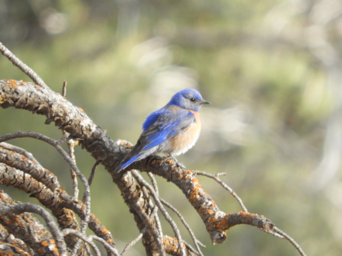 Western Bluebird - Thomas Bürgi