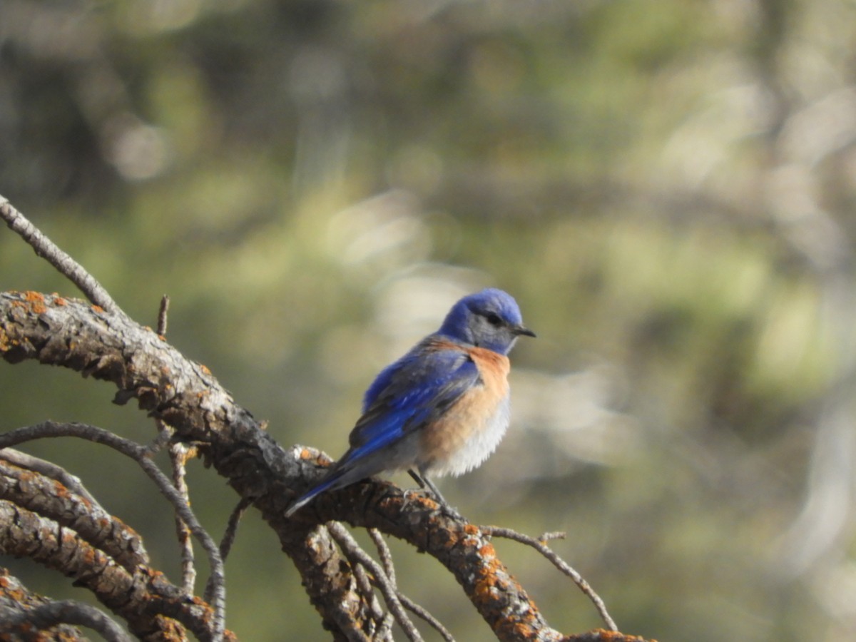 Western Bluebird - Thomas Bürgi