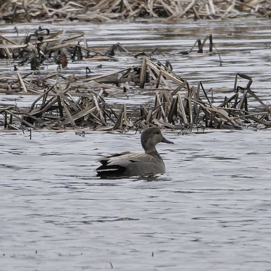 Gadwall - Guillaume Charette