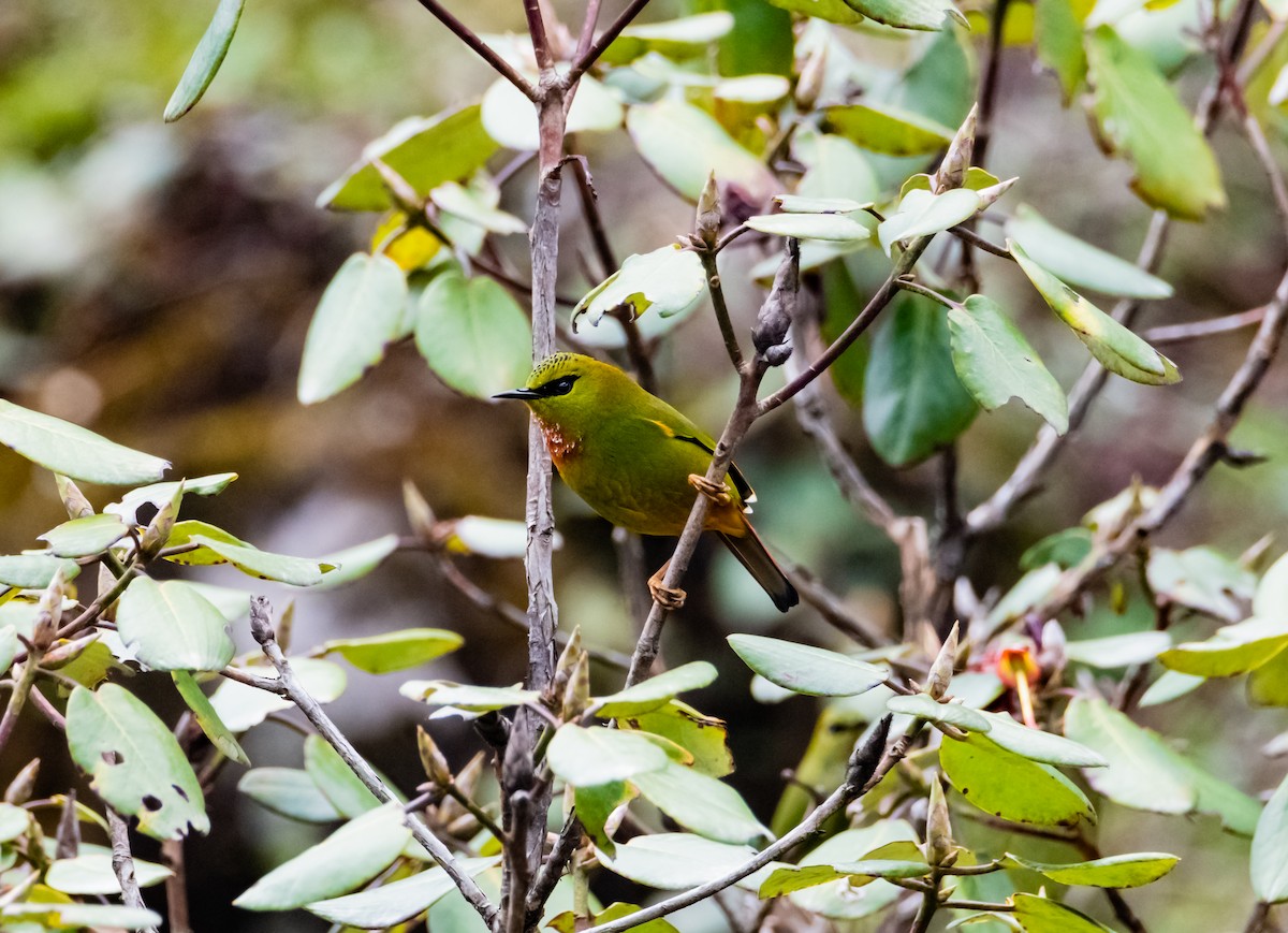 Fire-tailed Myzornis - Arun Raghuraman