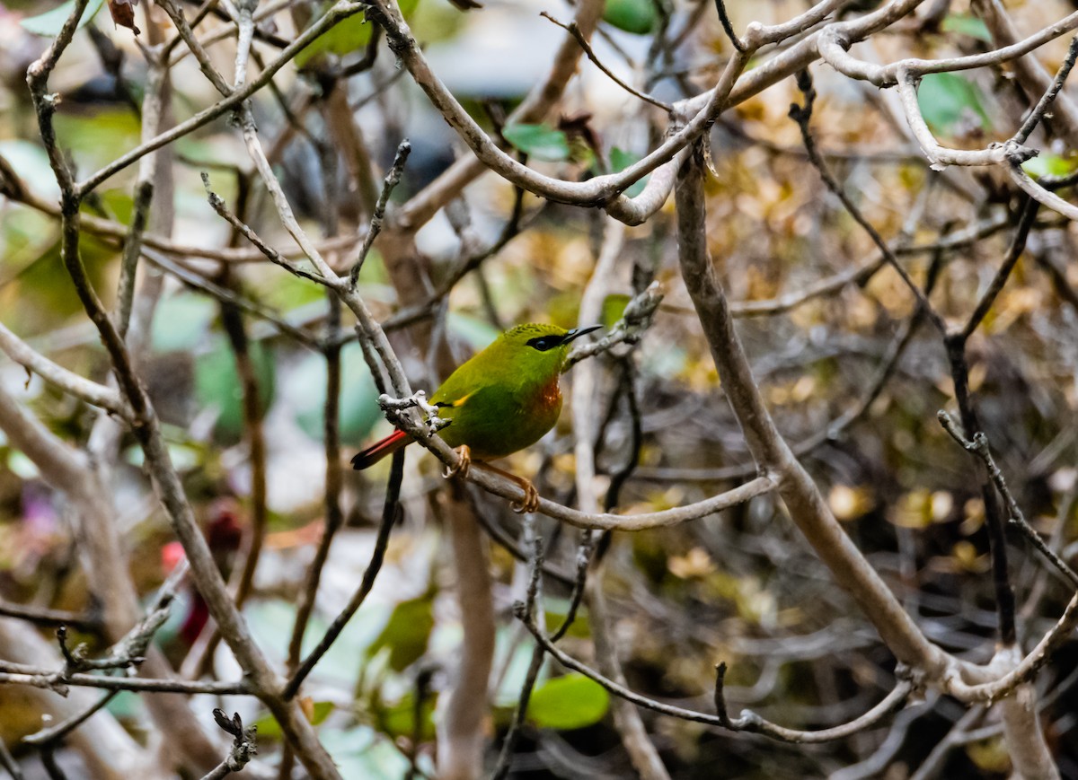 Fire-tailed Myzornis - Arun Raghuraman