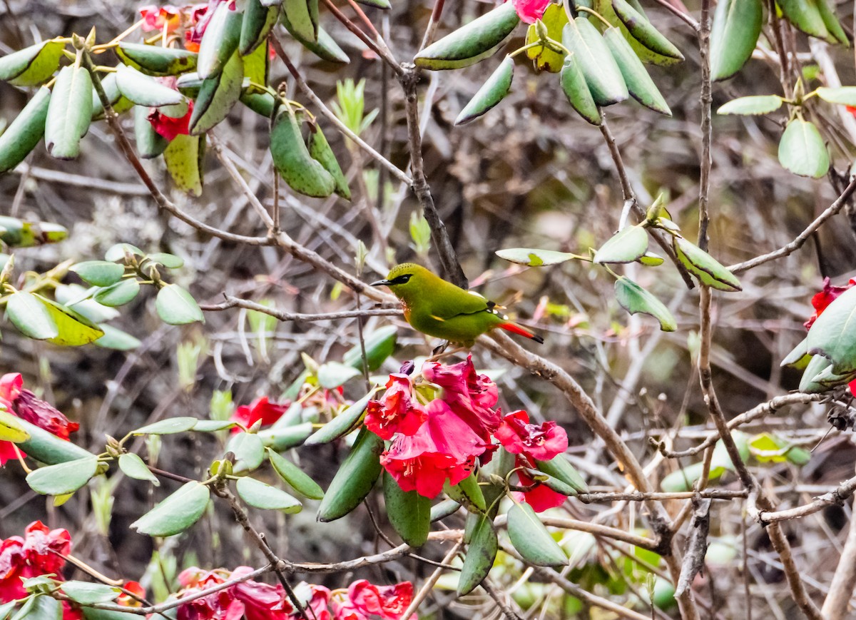 Fire-tailed Myzornis - Arun Raghuraman