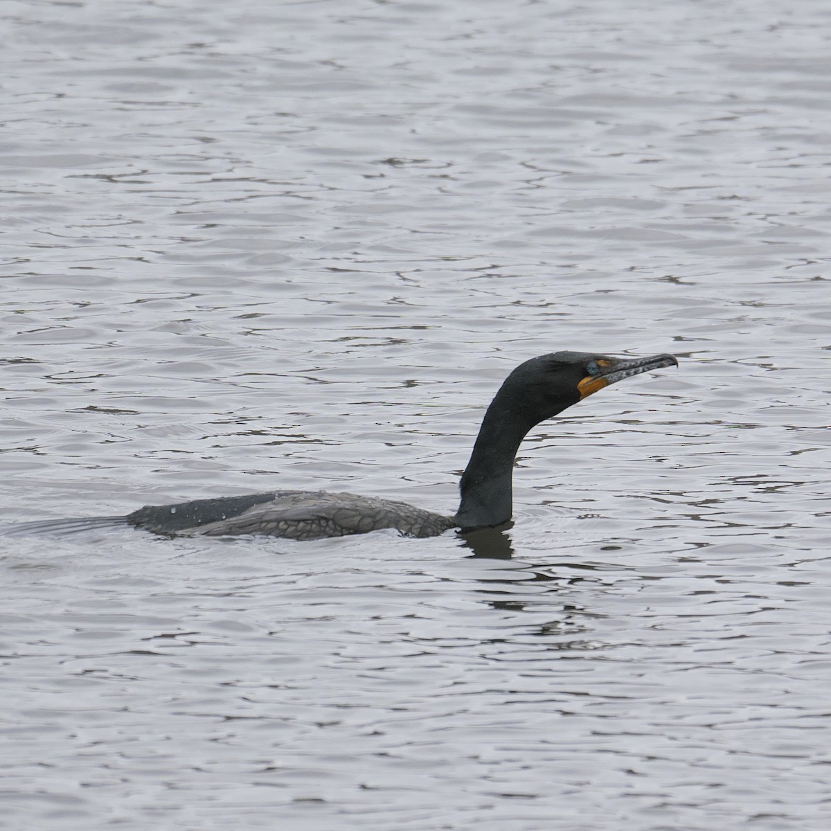 Double-crested Cormorant - Guillaume Charette