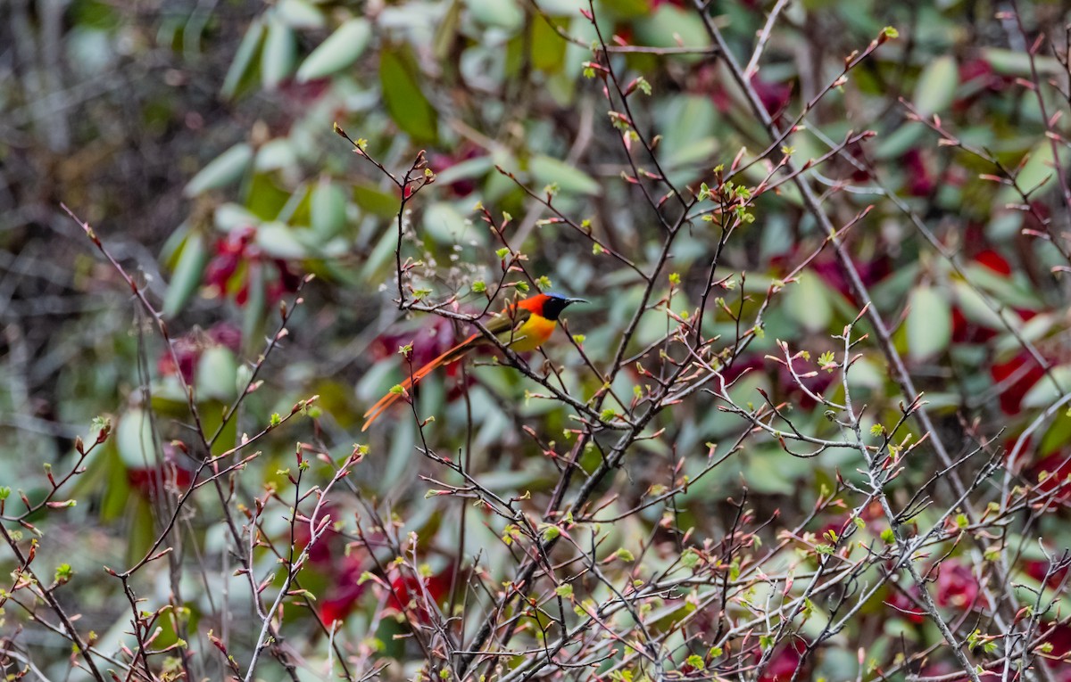 Fire-tailed Sunbird - ML619489929