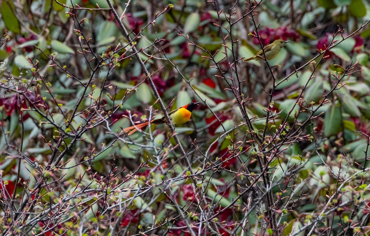 Fire-tailed Sunbird - Arun Raghuraman