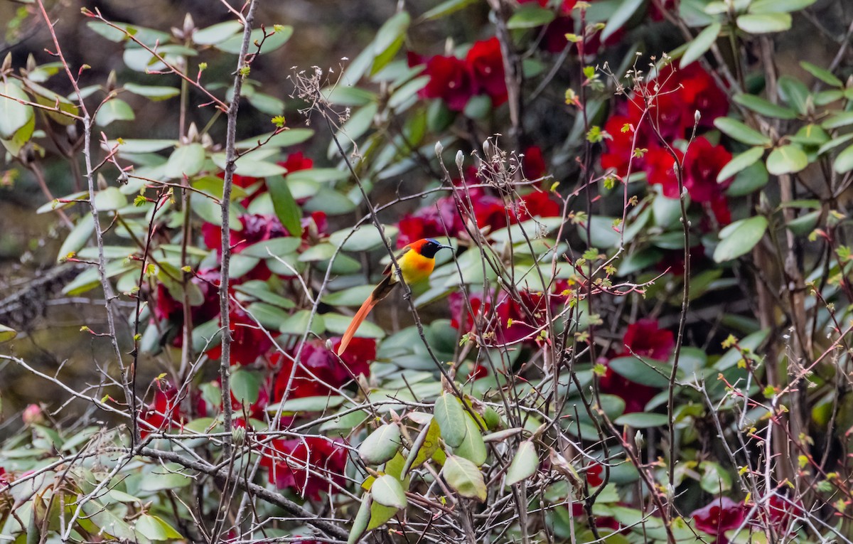 Fire-tailed Sunbird - Arun Raghuraman