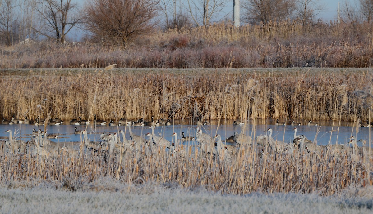 Sandhill Crane - Lisa Maier