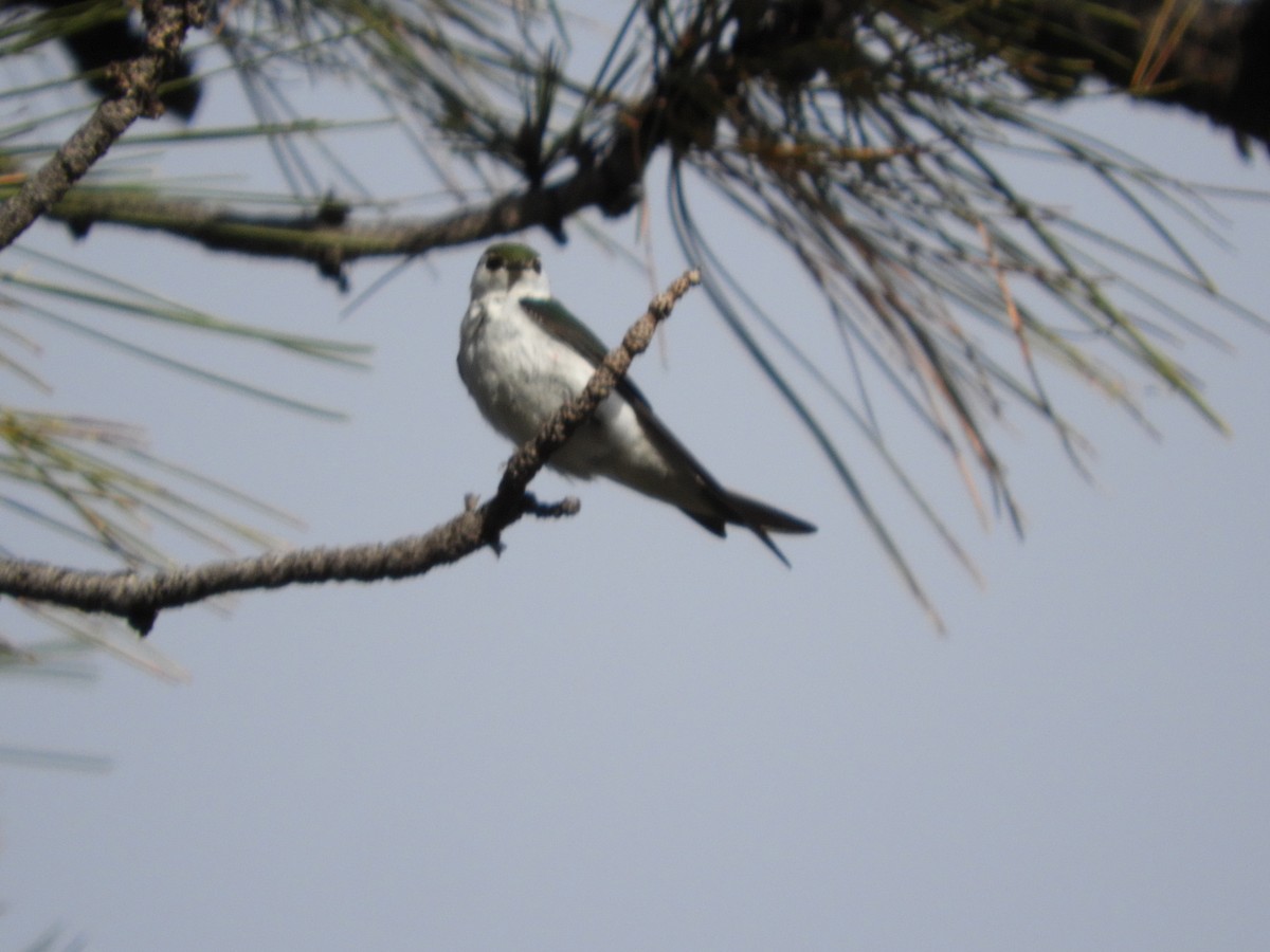 Violet-green Swallow - Thomas Bürgi