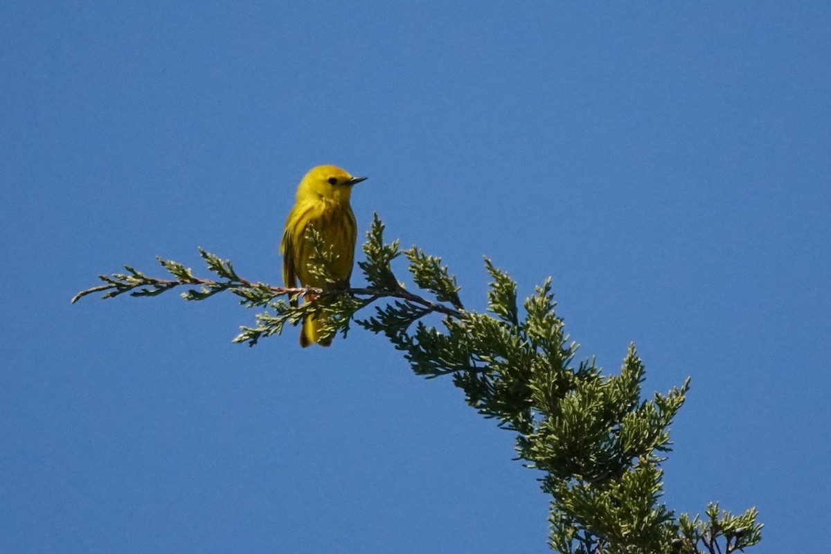 Yellow Warbler - Angela Vera