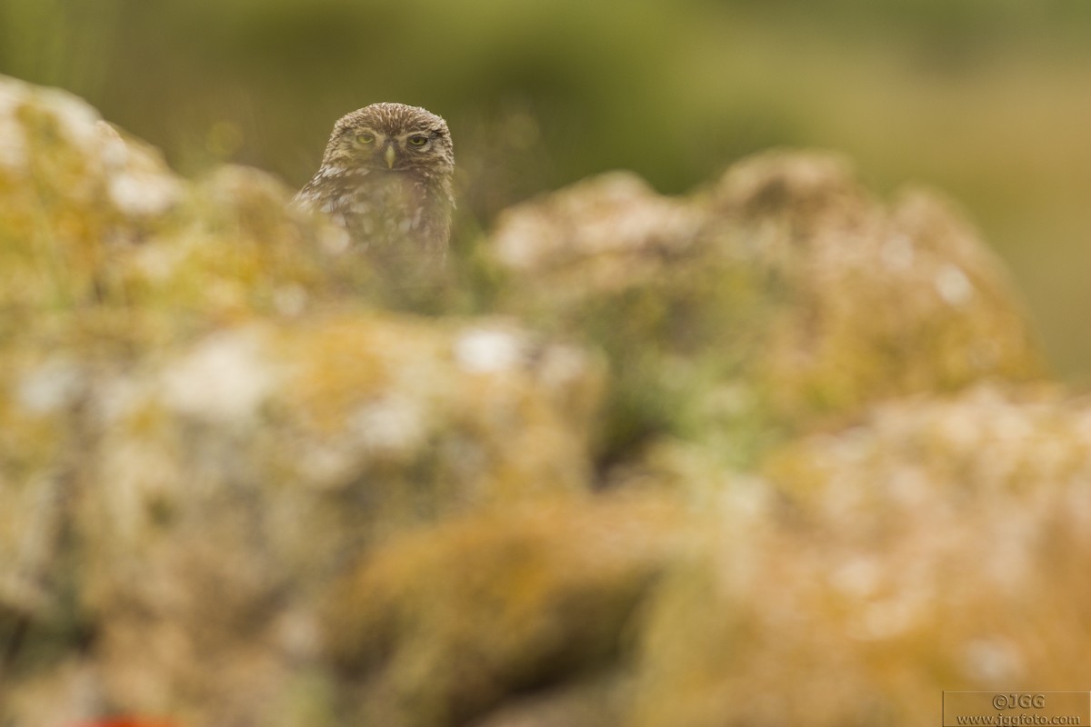 Little Owl - Javier Gómez González