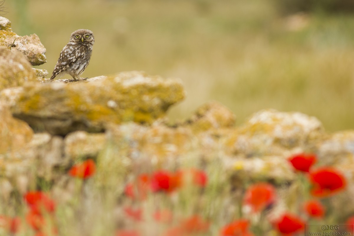 Little Owl - Javier Gómez González