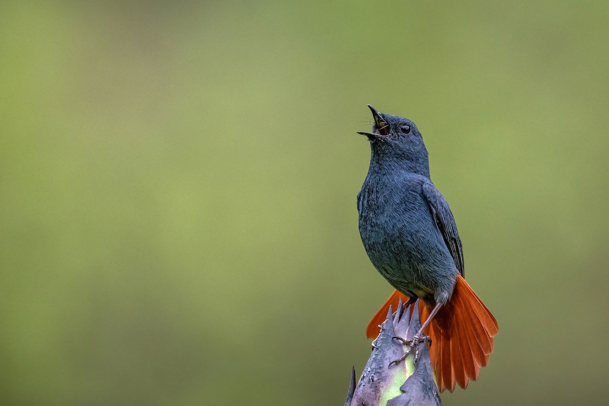 Plumbeous Redstart - Deepak Budhathoki 🦉