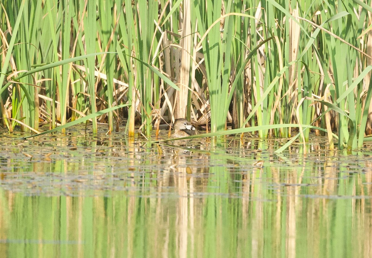 Pied-billed Grebe - ML619489951