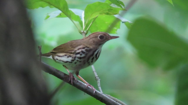 Ovenbird - ML619489955