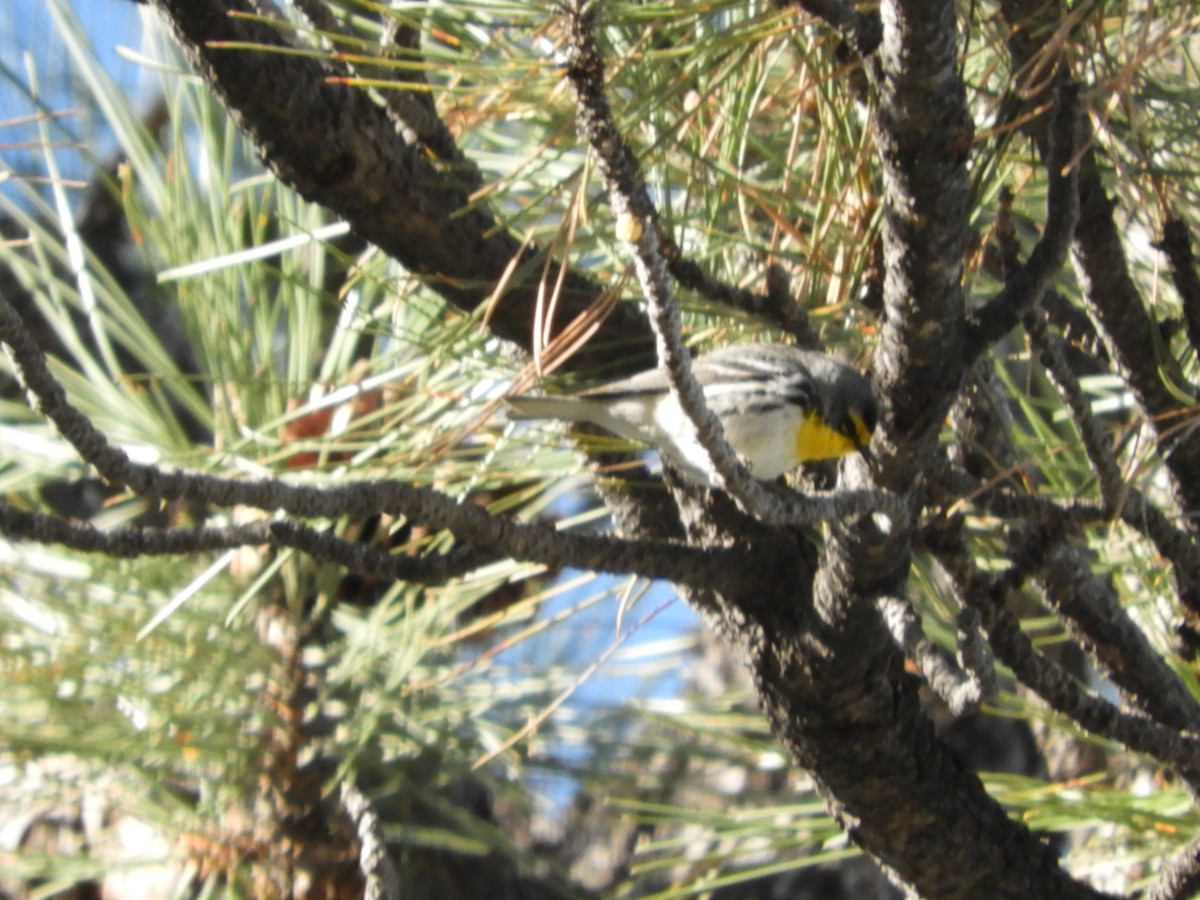 Grace's Warbler - Thomas Bürgi