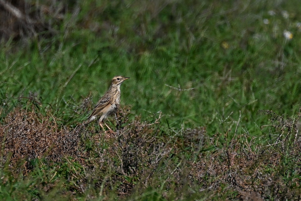 African Pipit (African) - ML619489962
