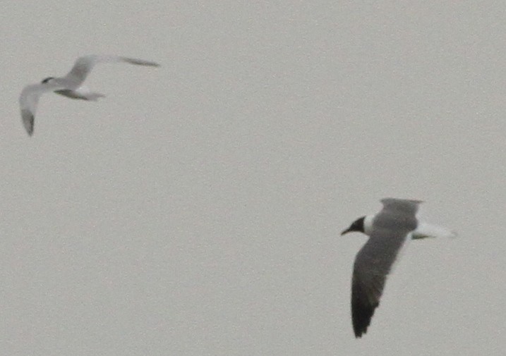 Forster's Tern - ML619489963