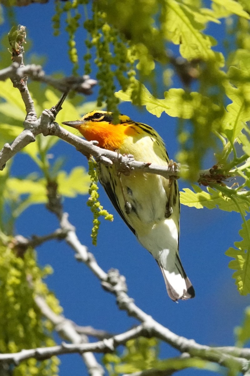 Blackburnian Warbler - ML619489971