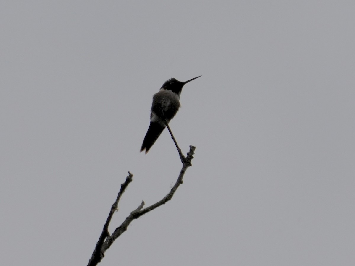 Ruby-throated Hummingbird - ML619489979