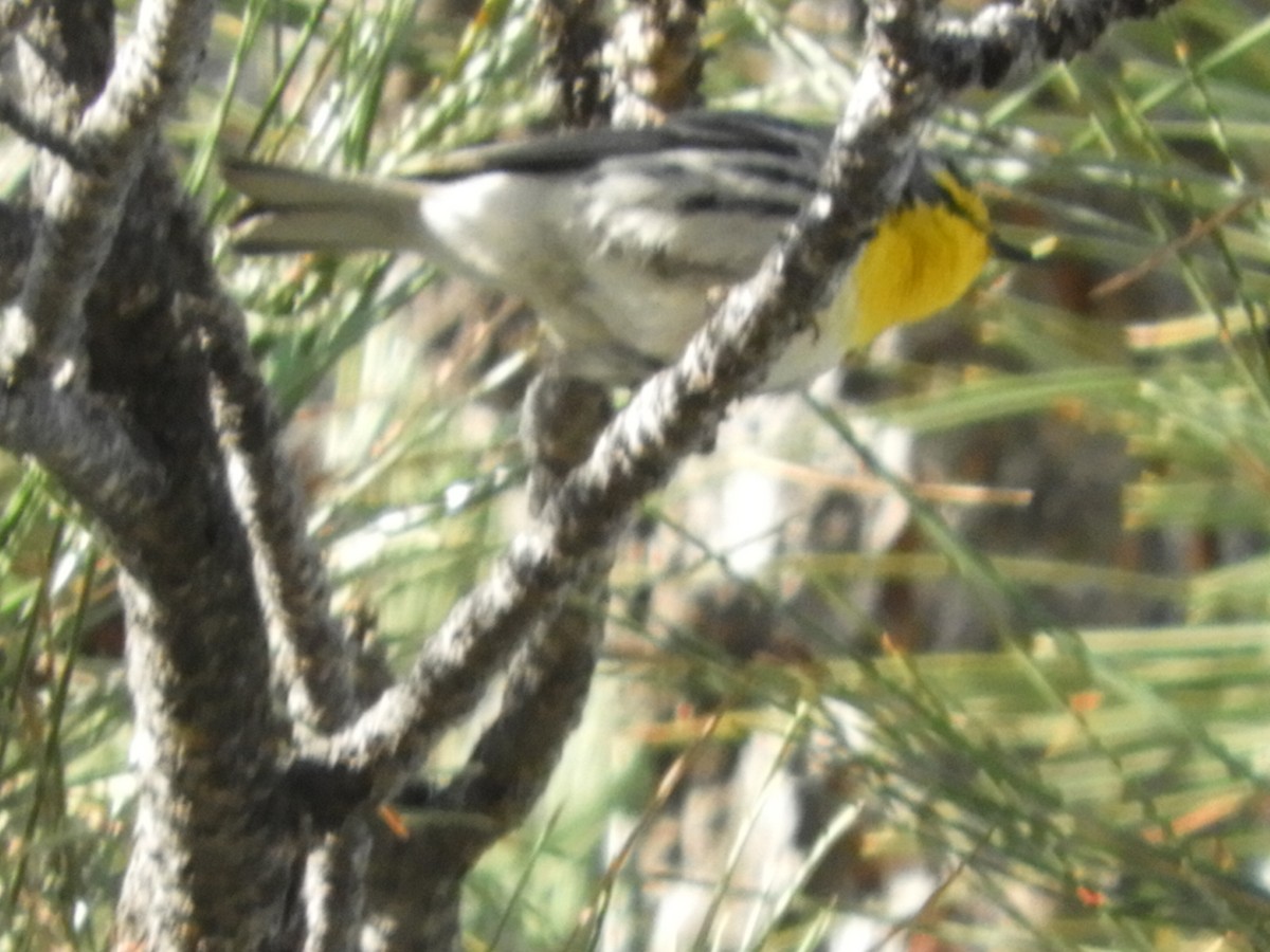 Grace's Warbler - Thomas Bürgi