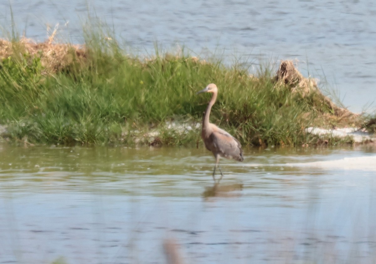 Reddish Egret - Otha Savage