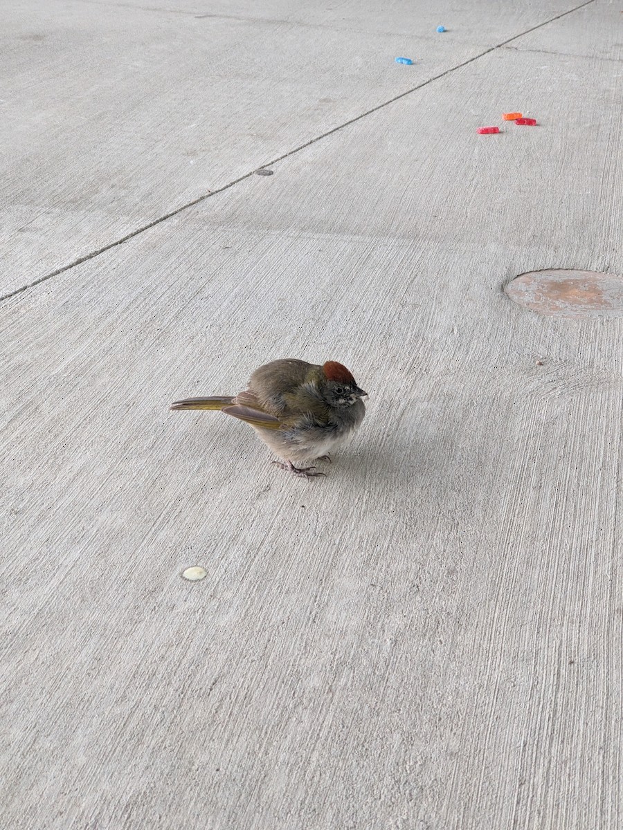 Green-tailed Towhee - Matthew Harris