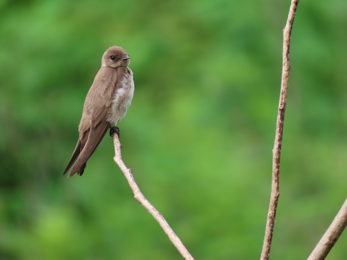 Northern Rough-winged Swallow - Joe Kellerhals