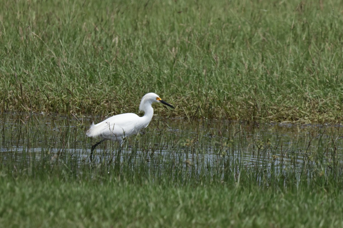 Snowy Egret - Otha Savage