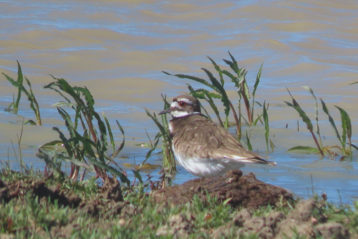 Killdeer - ML619490006