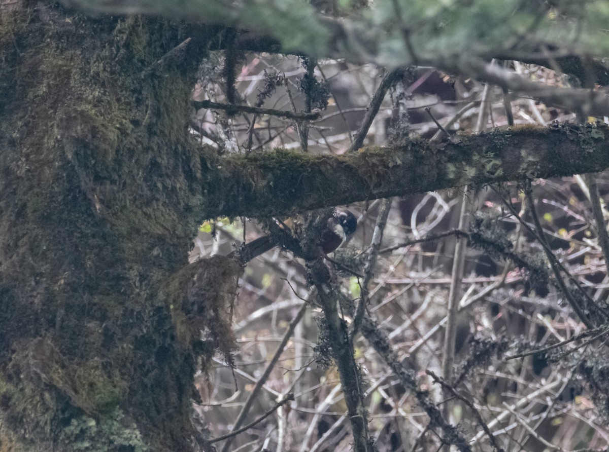 Black-faced Laughingthrush - ML619490015